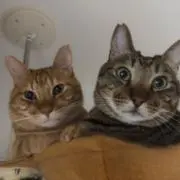 バンビ