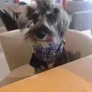 シルバの画像