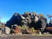 Image of とっしー