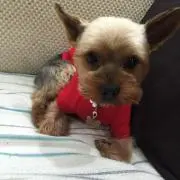 まーやの画像