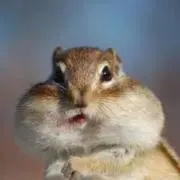 ゆずこしょーの画像