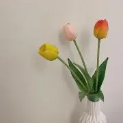 CYの画像