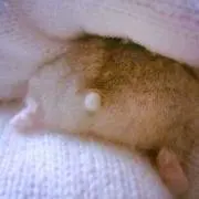 hot roll
