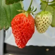 1223の画像