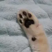 くろねこ