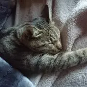 やすも