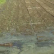 このはの画像
