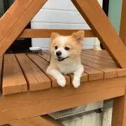 わんこの画像