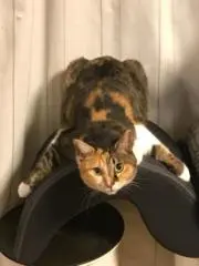 maariyamaの画像