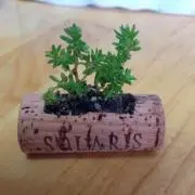 くまくま 即購入OKです☆の画像