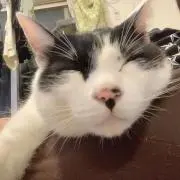 モッツの画像