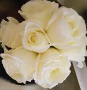 Rose★の画像