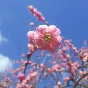 うめきちの画像