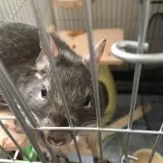 ふわりんの画像