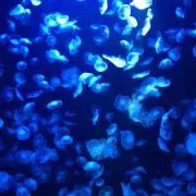 ユウの画像