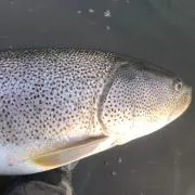 masu