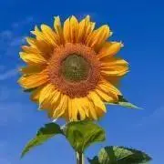 カシューの画像