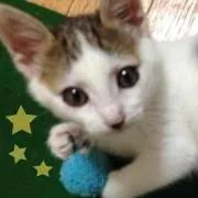 にゃんの画像