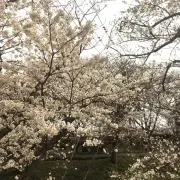 misaの画像