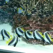 プーにゃんこ