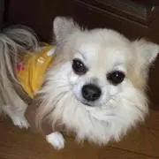 ちよしん