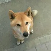 pipuko