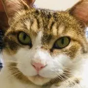 つっくん