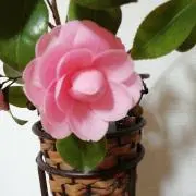 (●´ω`●)の画像