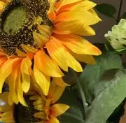 もっちの画像