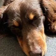 Yの画像