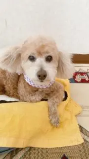 ぽにょの画像