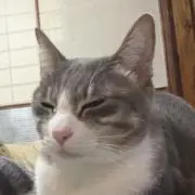 にゃん
