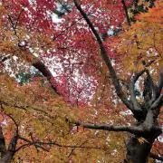 れぷ