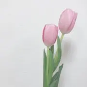 たむ ♡の画像