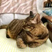 Blancheの画像