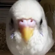 ハルクイン