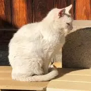 わいわいの画像
