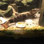 エビの画像