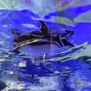 スカイの画像