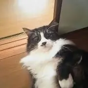 もんがらかわはぎ@※プロフに取引詳細の画像