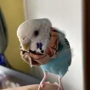キコウリの画像