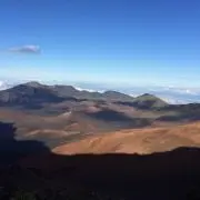 ユーカリの画像