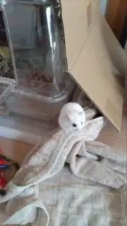 だいふくの画像
