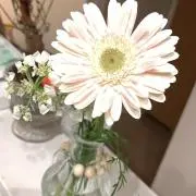 かんこの画像