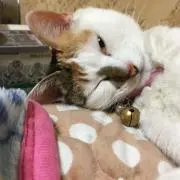 クー
