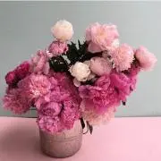 CONOの画像