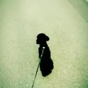 Shの画像
