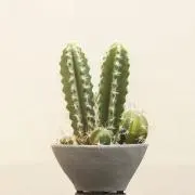 みゃーおの画像