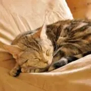 ☆☆☆の画像
