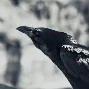 ハーピィボーイ